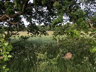 Remote Family Courts - New Guidance published from The Courts and Tribunals Judiciary