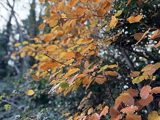 Legal jargon explained simply