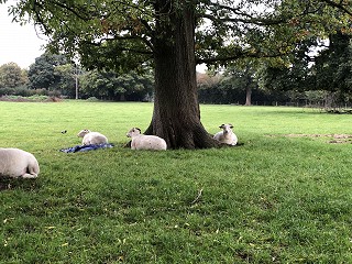 Voice of the child in family mediation