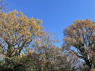 Help prevent cybercrime: Solicitor scam alerts