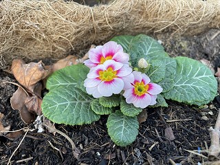 Can children be involved in family mediation sessions?