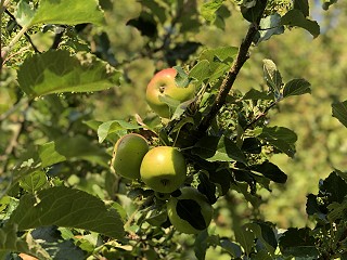 Family Court system recovery