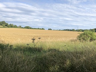 Experts roles in the family justice system