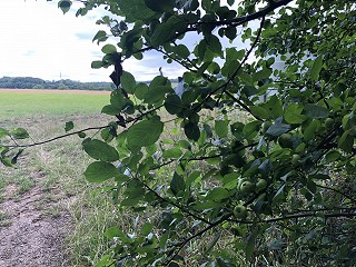 How can you tell if a law firm is regulated by the Solicitor's Regulation Authority?