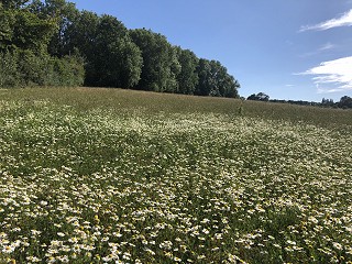 Child maintenance, separated families, CMS - a glossary of terms