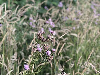 Family Lawyers unite to back children's right to maintenance across Europe