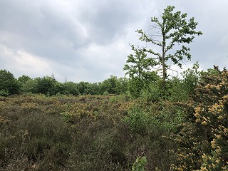 Covid-19 and court and tribunal hearings - what now?