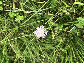 Review examines how family courts balance child safety and right to family life.