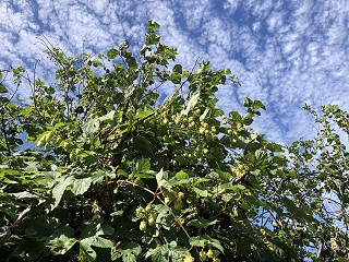 How Cafcass are working with children and families in family court during the pandemic